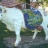 mosaic-vache.jpg