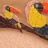 adeline-tucan.jpg