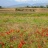canigou-coquelicot.jpg