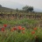 vigne_coquelicot.jpg