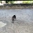 le-chat-sur-sol-mosaic.jpg